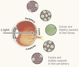 Cones Peripheral Vision