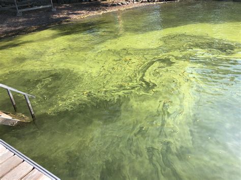 Conesus Lake Algae