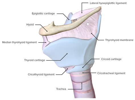 configurazione interna della laringe