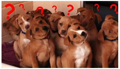 Dog Confused GIF - Dog Confused - Discover & Share GIFs