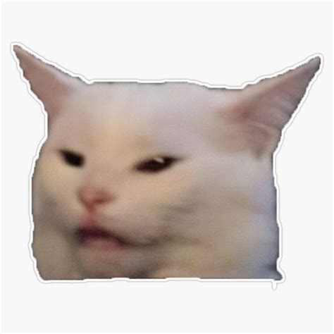 Persian Room Guardian Cat lol Persian cat room guardian, Cat memes