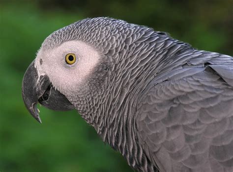 congo african grey bird