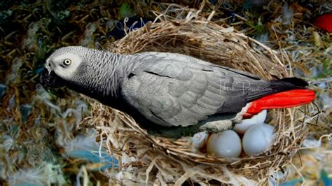 congo african grey parrot eggs