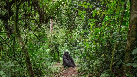 congo basin rainforest