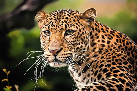 Congo Leopard Animal
