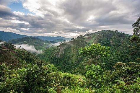 congo rainforest