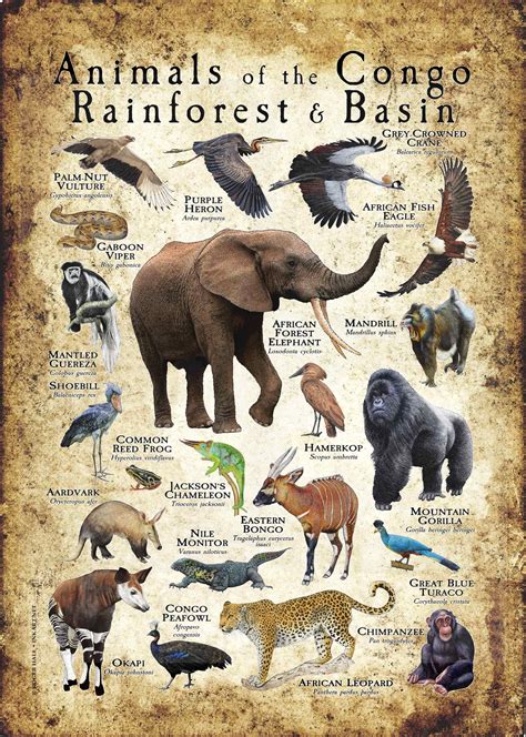 Congo Rainforest Animals