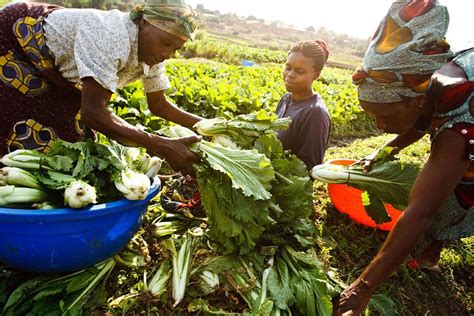 congolese agriculture and food security