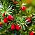coniferous tree with red berries