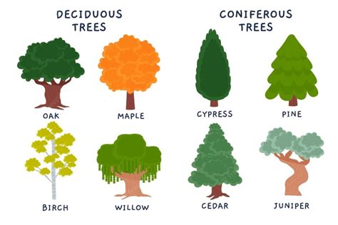 Coniferous And Deciduous Trees Examples