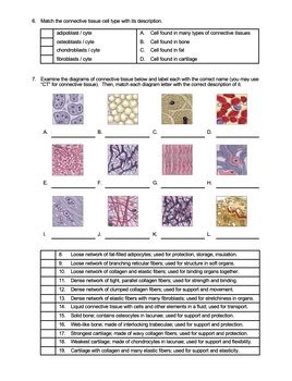 17 For Tissues And Membranes Worksheets /