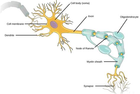 Connector Neuron Definition