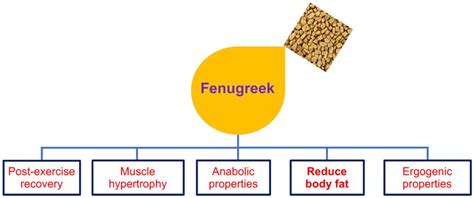 Cons Of Fenugreek