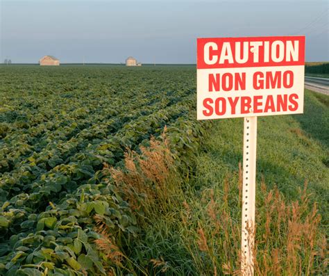 Cons Of Gmo Soybeans