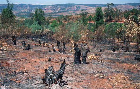 consequences of slash and burn agriculture