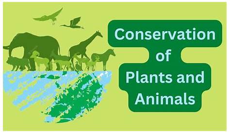 Conservation of plants & animals by edutree HD YouTube