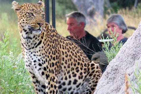 conservation efforts for leopards