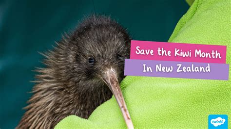 conservation efforts kiwi