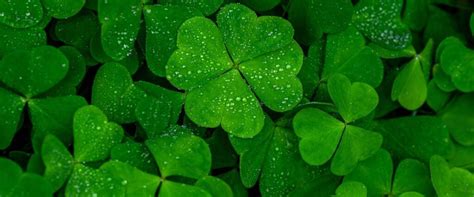 Comment conserver un trèfle à 4 feuilles ? CT