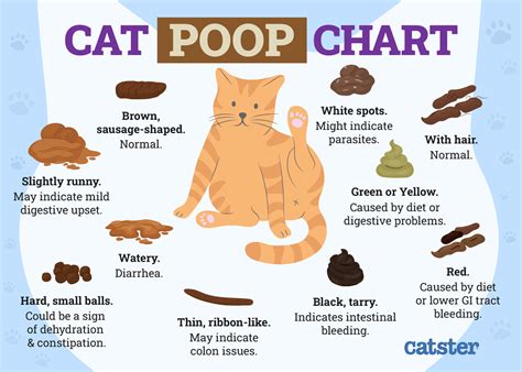 constipation cats symptoms