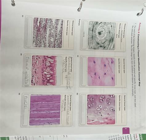 Constructing A Tissue Identification Concept Map