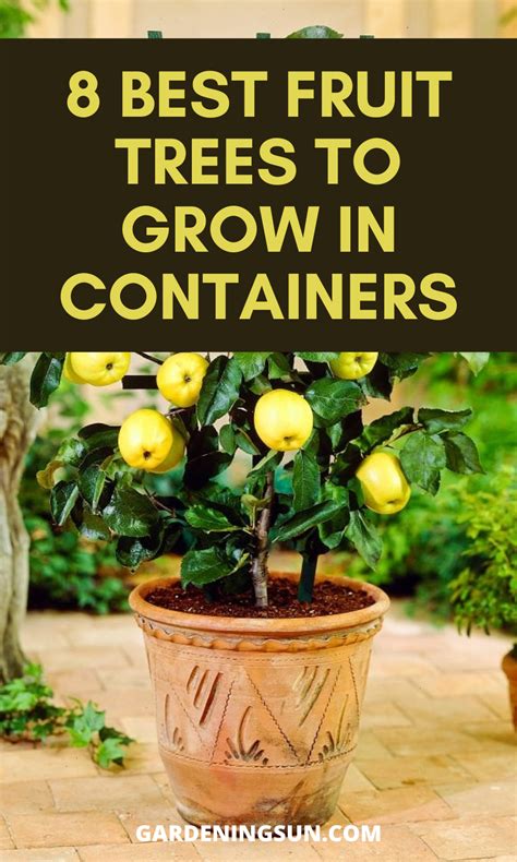 Container Fruit Trees Zone 7