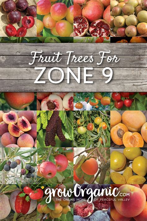Container Fruit Trees Zone 9