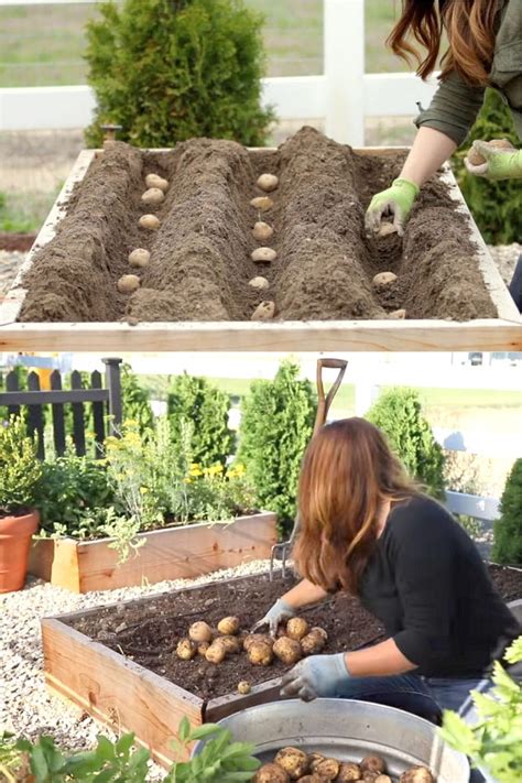 container growing potatoes