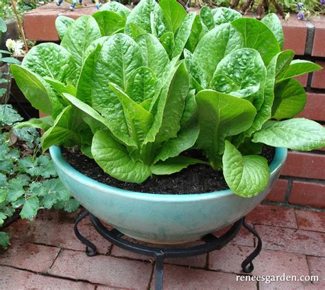 Container Lettuce Romaine