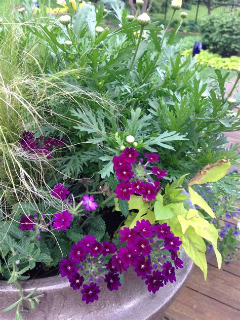 Container Plants For Zone 5