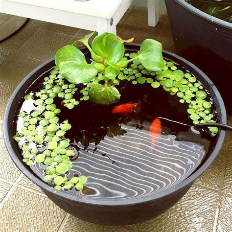 container ponds with fish