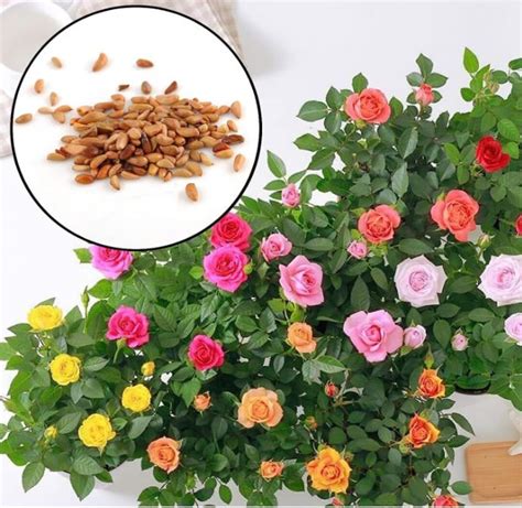 Container Rose Seeds
