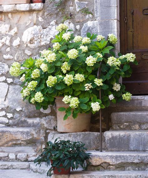 container shrubs for shade