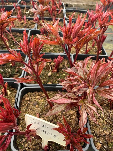 Containerised Roses: Urban Gardening Secrets Unveiled