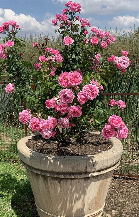 Containers For Growing Roses
