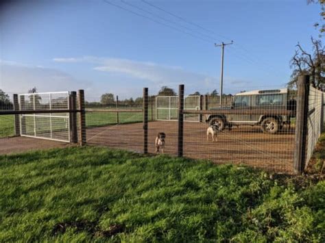 Discussion Contented Canine Secure Dog Fields Going Viral