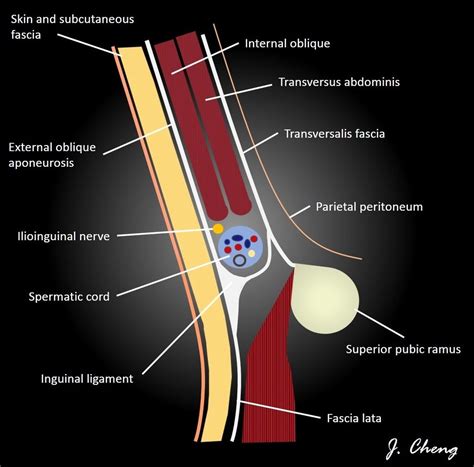 contents of inguinal canal in males