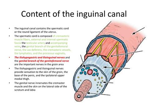 contents of the inguinal canal