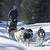 continental divide dogsled adventures