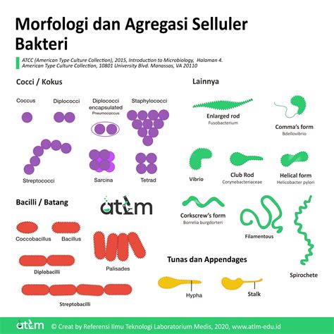 Contoh Bakteri Besi: Kelebihan dan Kekurangannya