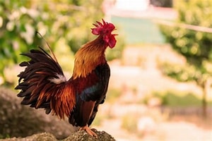 Contoh Sapaan Ayam Jantan