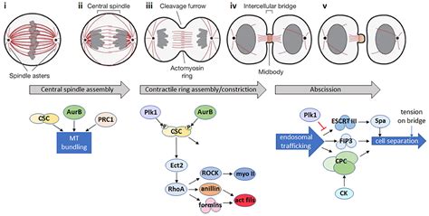 Contractile Ring Function In Mitosis