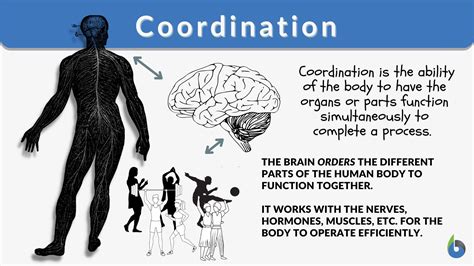 control and coordination meaning in urdu with example
