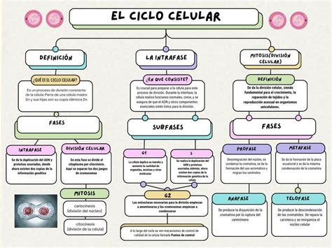 Esquema 4 del Ciclo Celular Libros de matemáticas, Biología celular