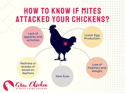 Control Mites On Chickens