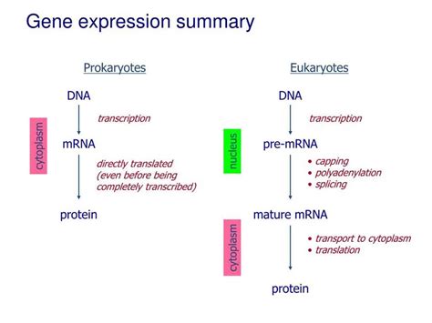 control of gene expression in prokaryotes