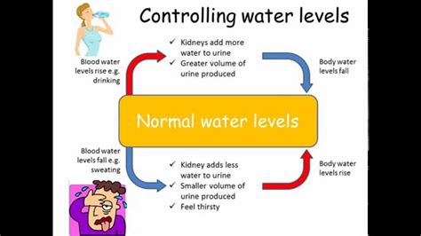 Control Of Water Levels