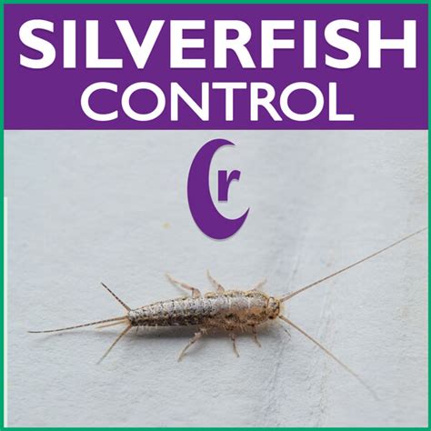 controlling silverfish
