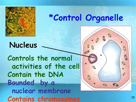 controls cell activities