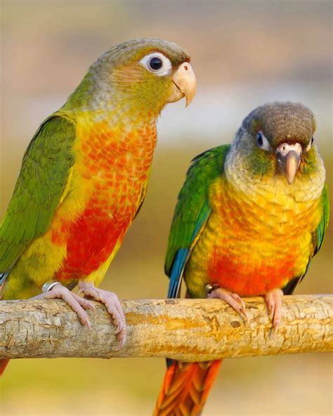 Top 15 Conure Parrots to Keep as Pets (With Pictures) Pet Keen